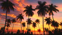 Les journées sont chaudes en ce moment en Martinique, mais c'est surtout la nuit que les températures sont exceptionnelles. © JVLMediaUHD, Adobe Stock
